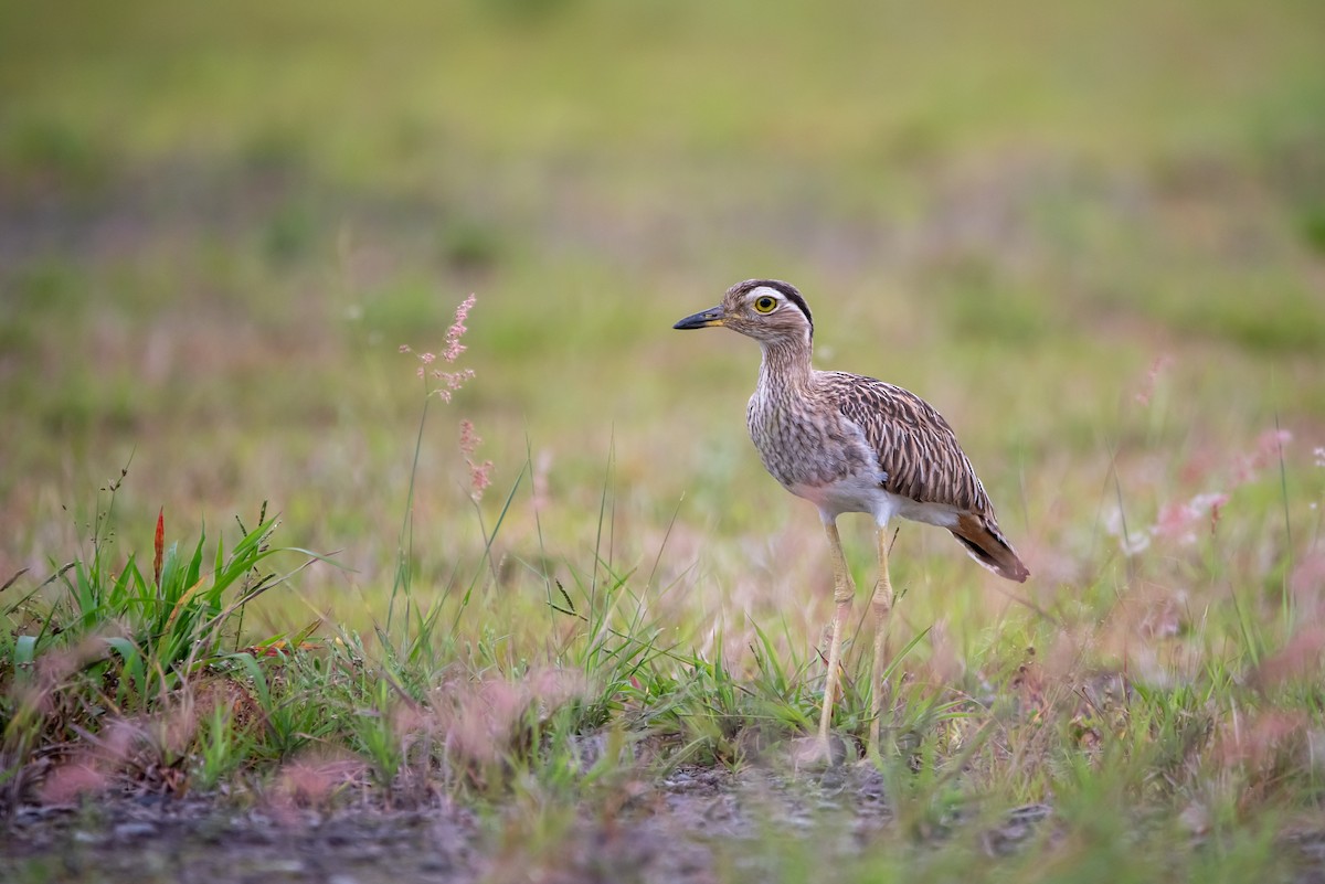 マミジロイシチドリ - ML642088759