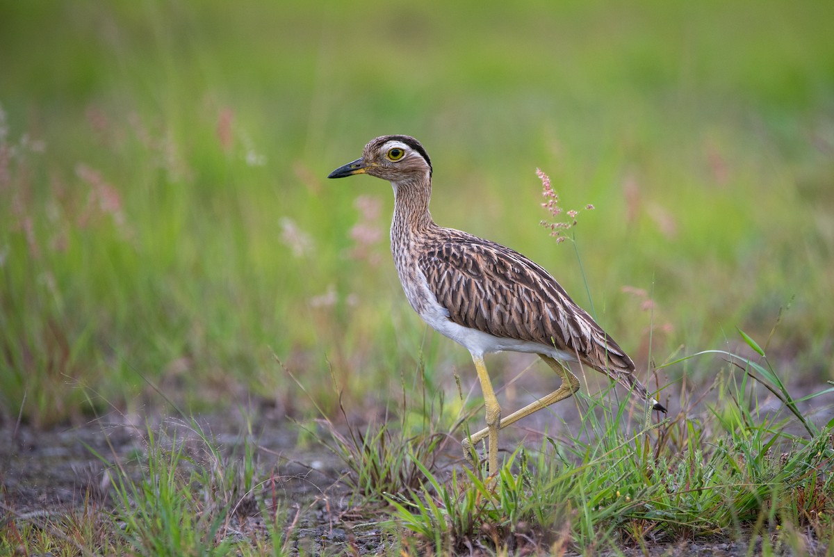 マミジロイシチドリ - ML642088760