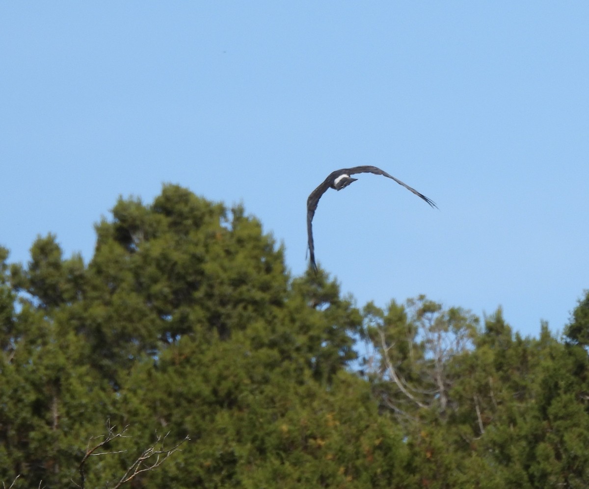 Northern Harrier - ML642088761