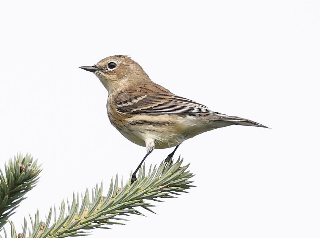 Yellow-rumped Warbler (Myrtle) - ML642088773