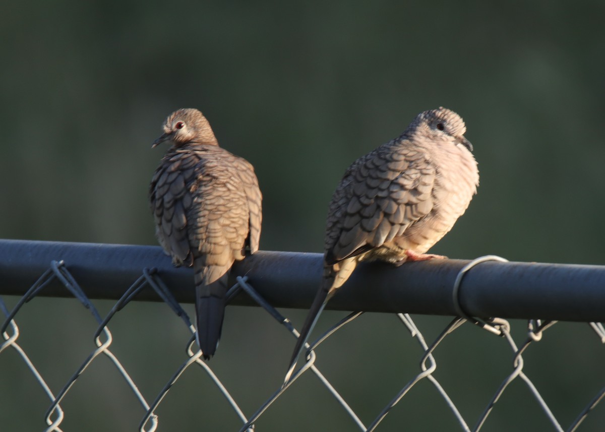 Inca Dove - ML642088774