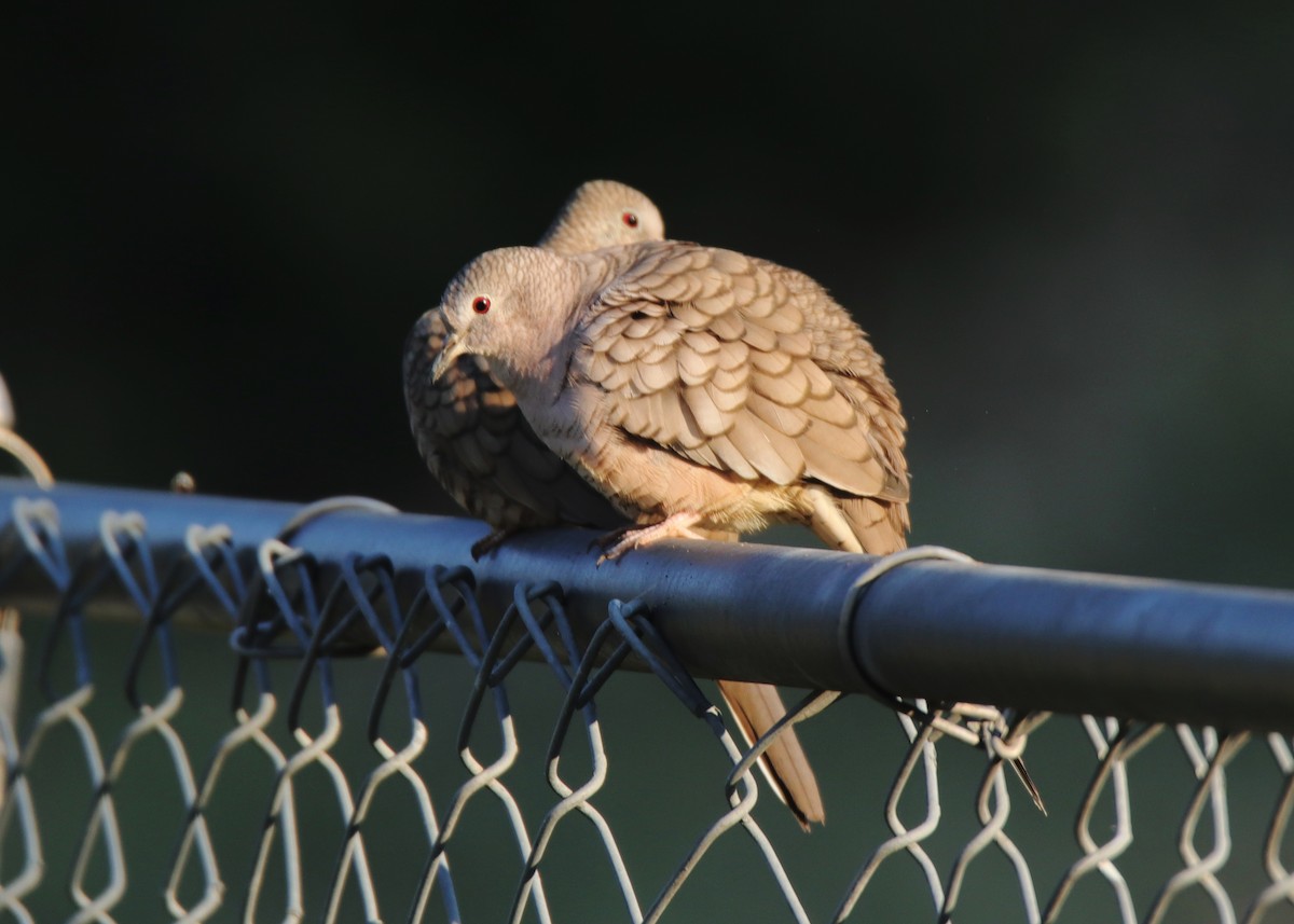 Inca Dove - ML642088776