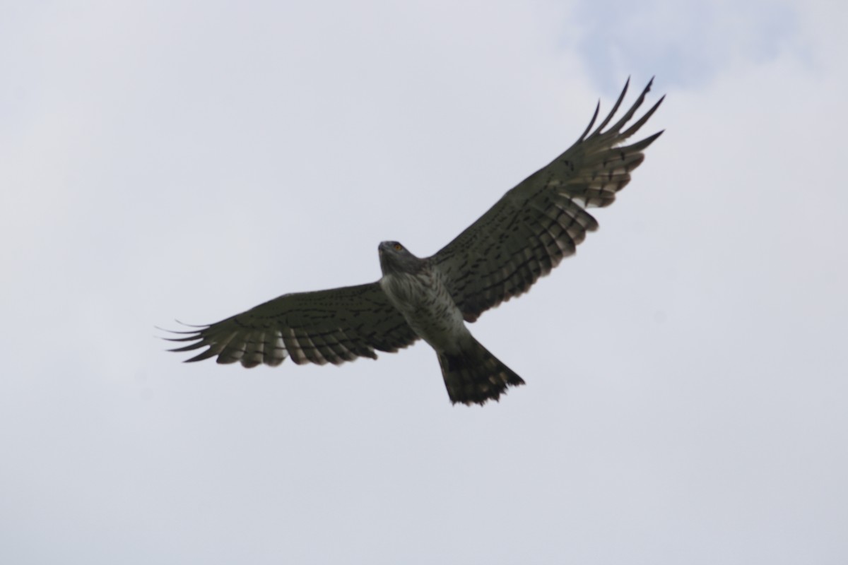 Short-toed Snake-Eagle - ML642088787