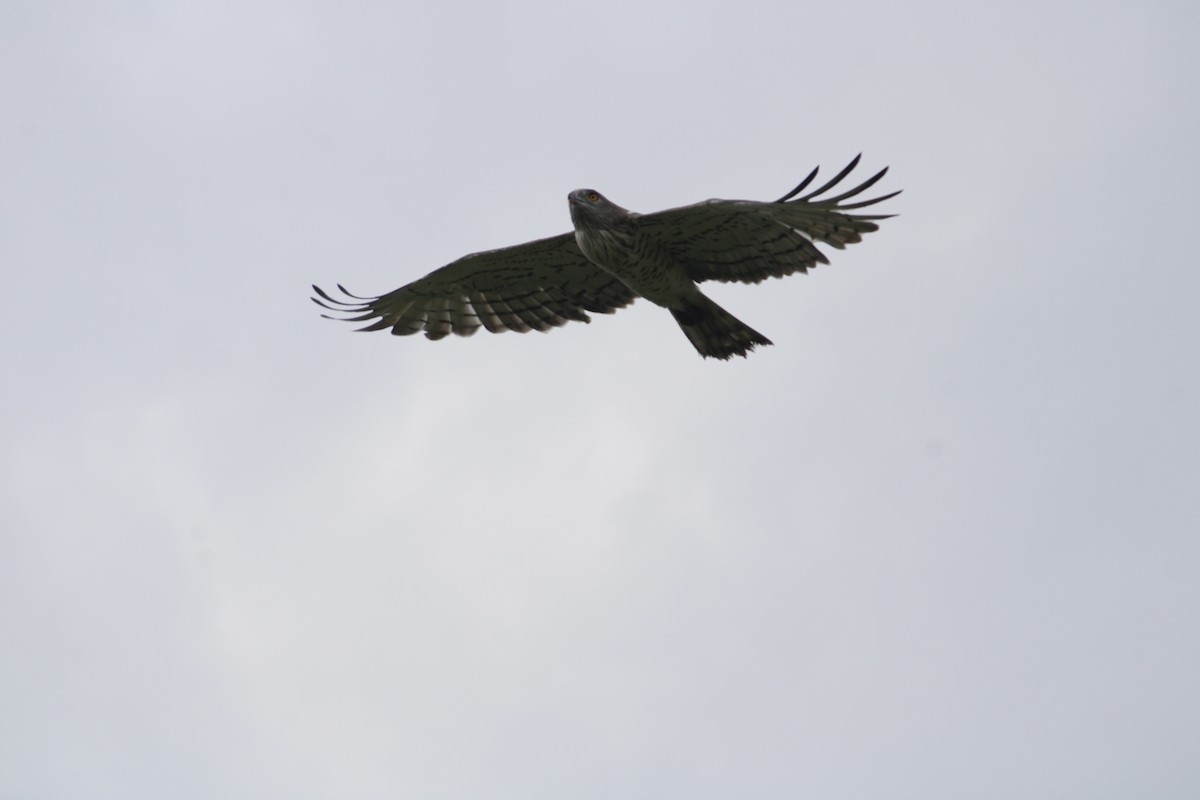 Short-toed Snake-Eagle - ML642088788