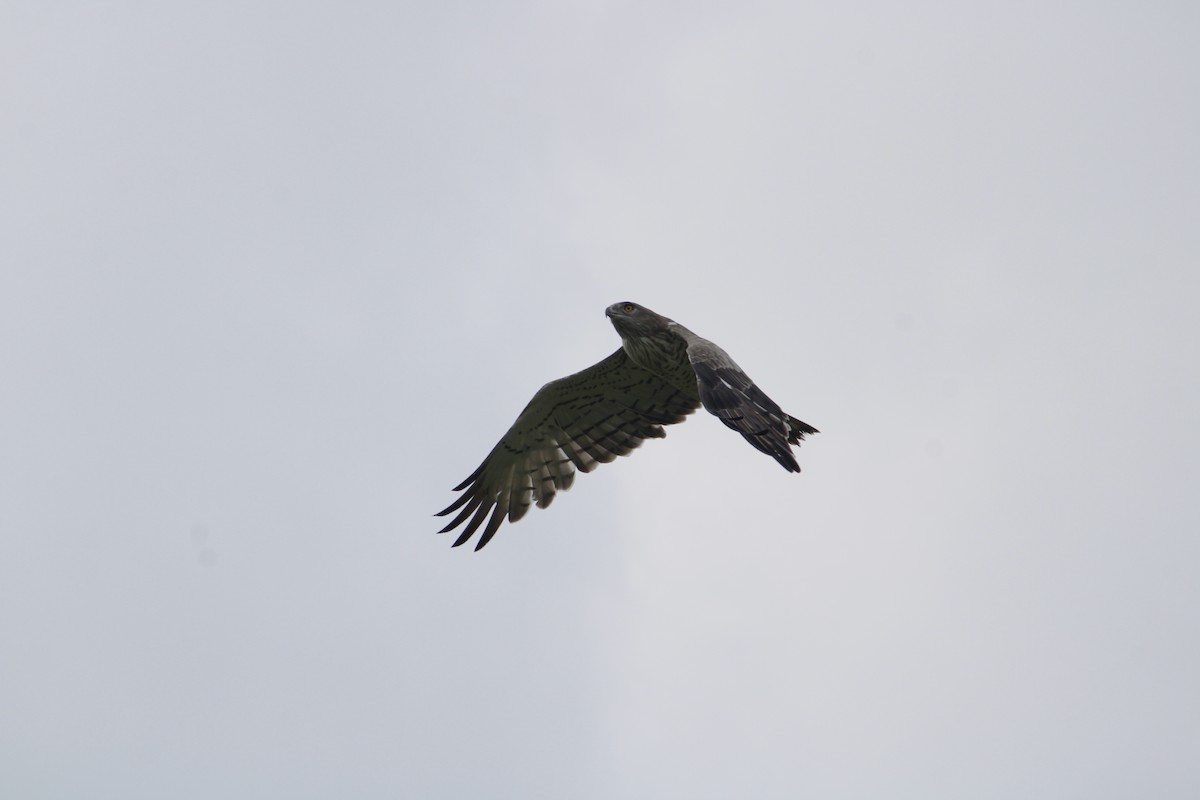 Short-toed Snake-Eagle - ML642088789