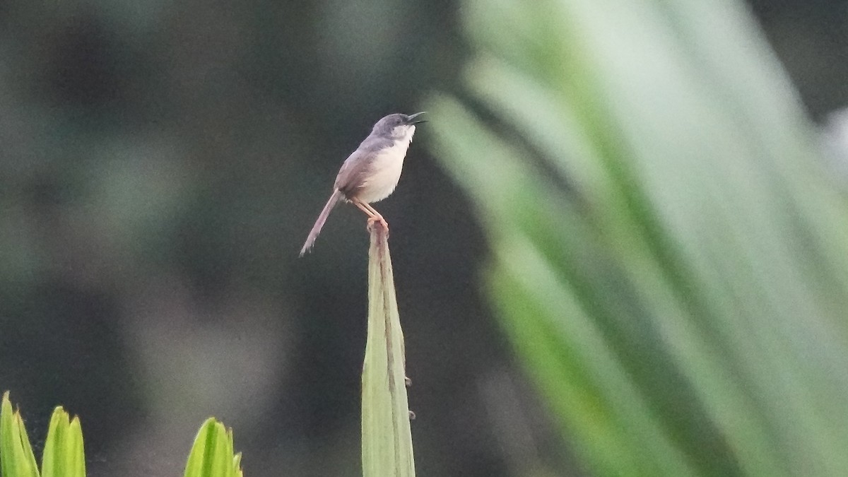 Ashy Prinia - ML642088792