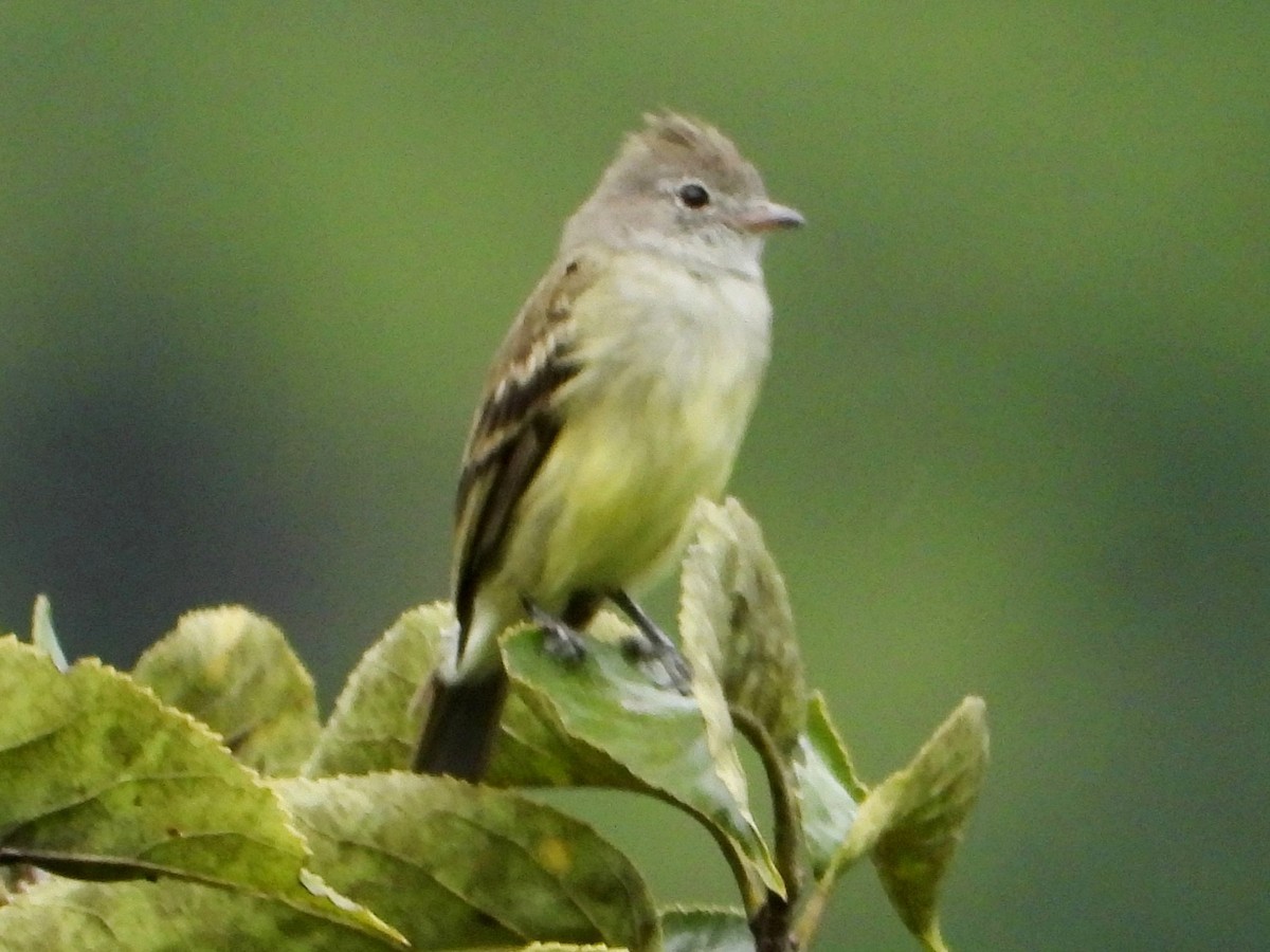 Yellow-bellied Elaenia - ML642088796