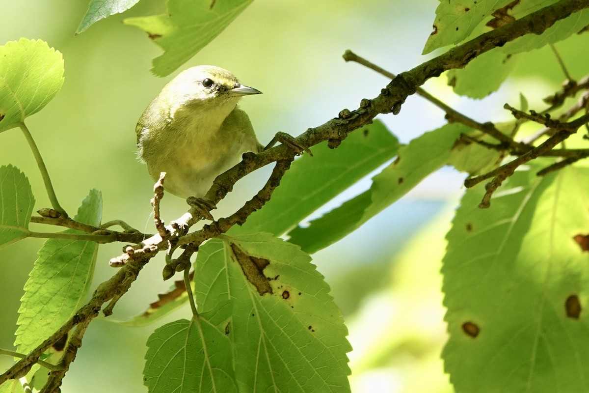 Tennessee Warbler - ML642088805