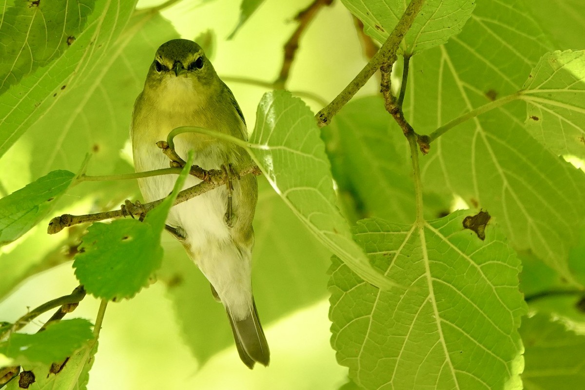 Tennessee Warbler - ML642088806