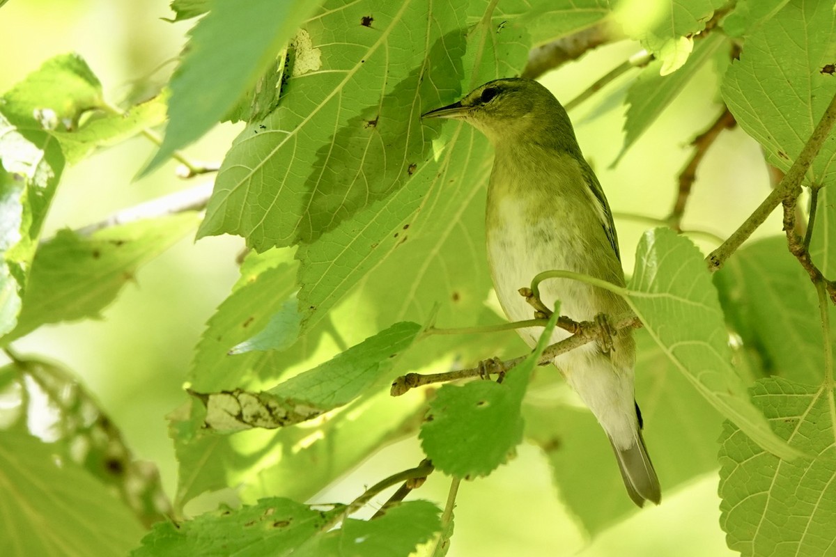 Tennessee Warbler - ML642088807