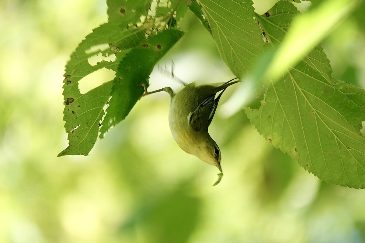 Tennessee Warbler - ML642088809