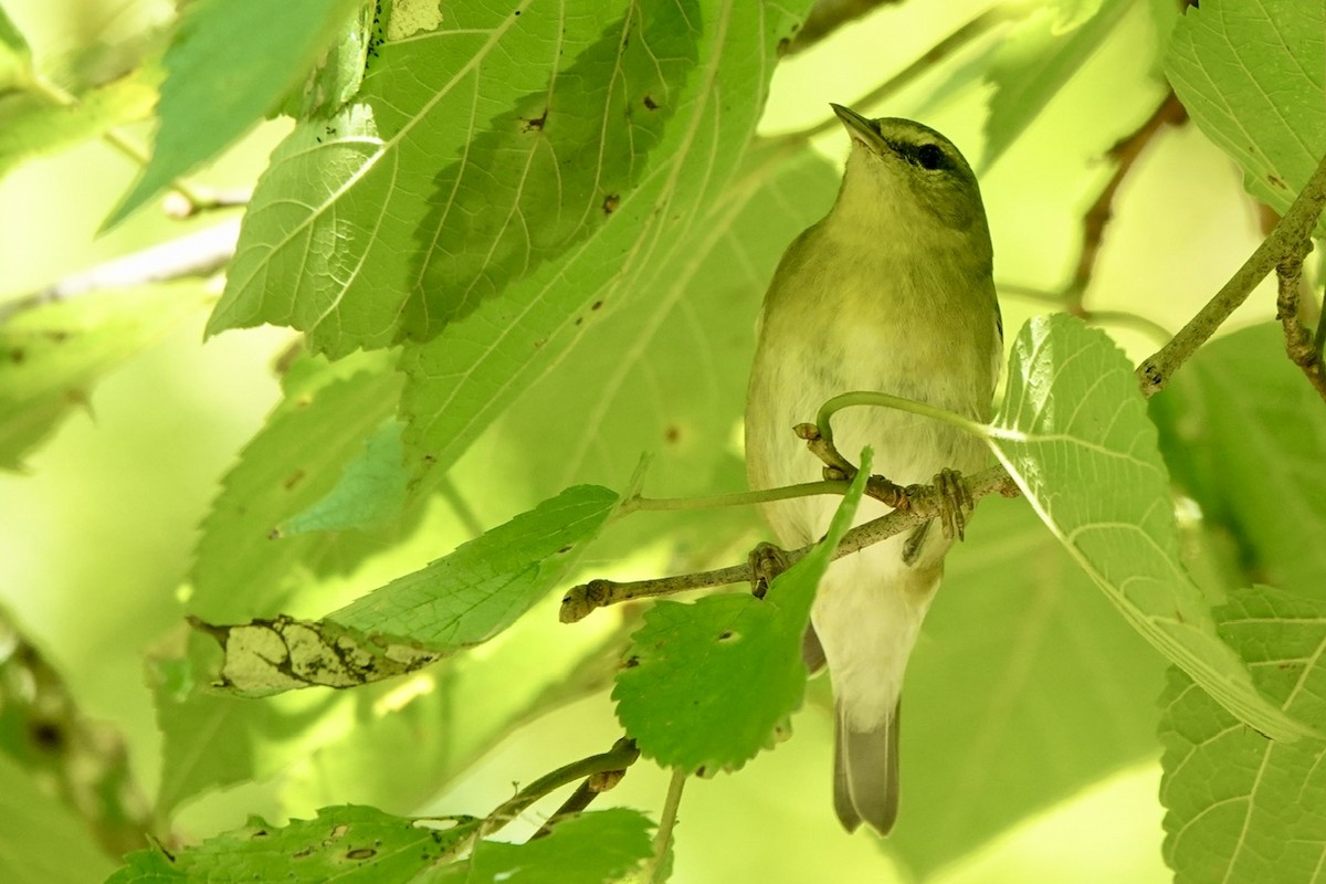 Tennessee Warbler - ML642088810