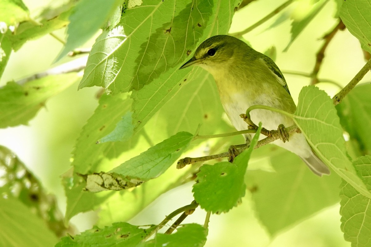 Tennessee Warbler - ML642088811