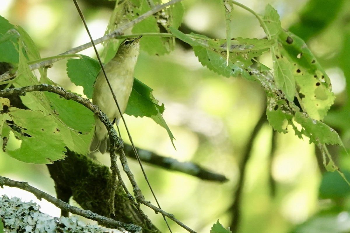 Tennessee Warbler - ML642088812