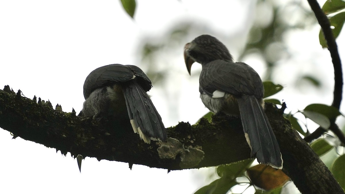Malabar Gray Hornbill - ML642088819