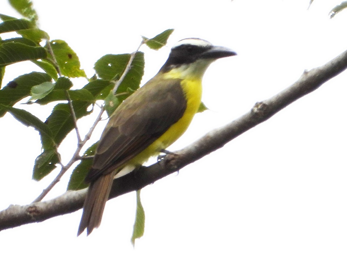 Boat-billed Flycatcher - ML642088820