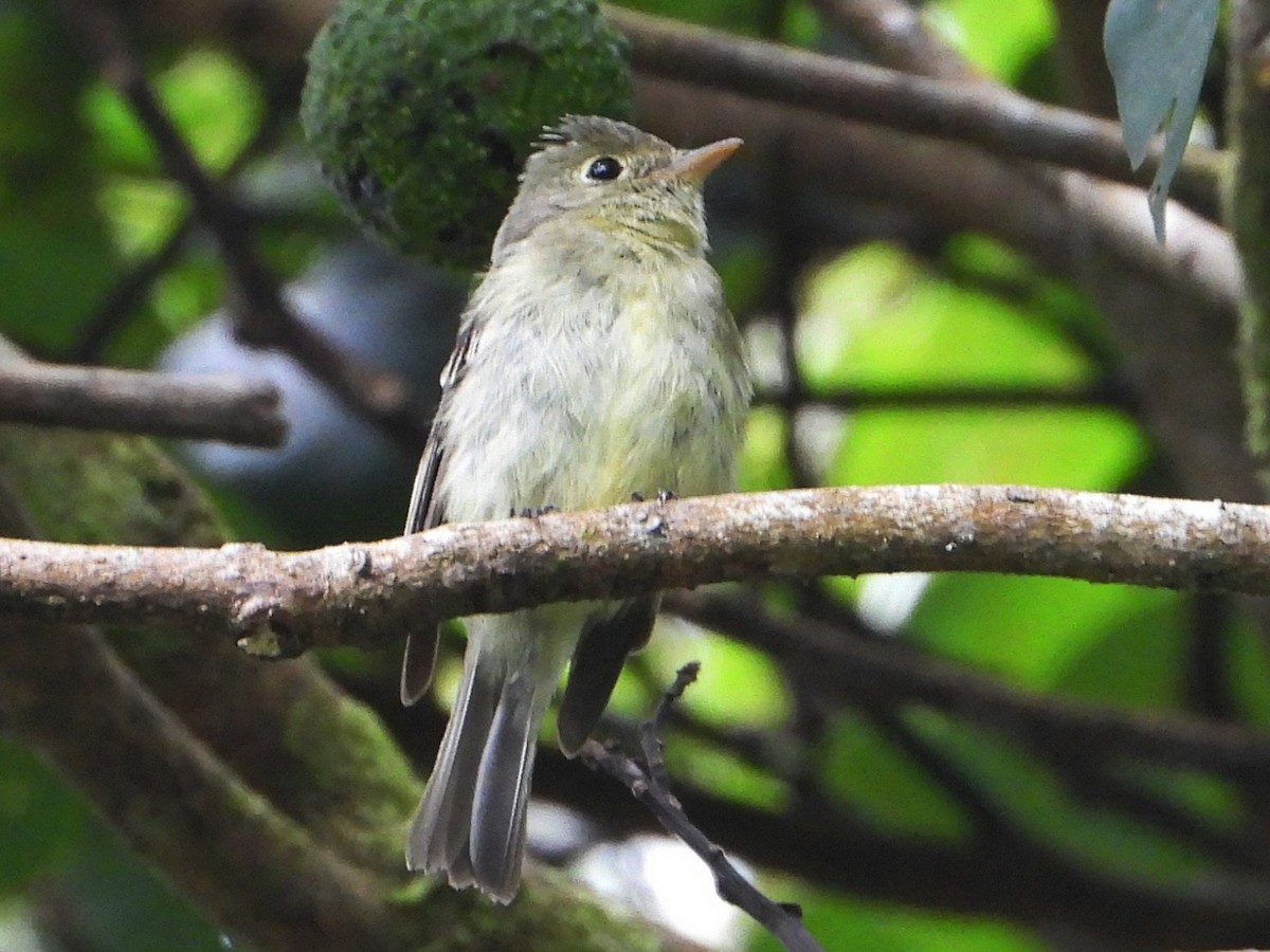 Yellow-bellied Flycatcher - ML642088824