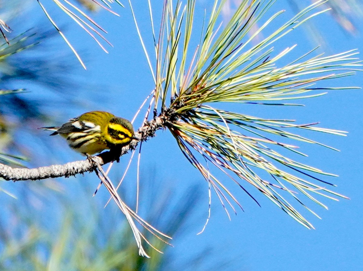Townsend's Warbler - ML642088826