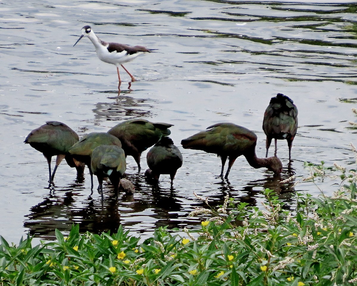 White-faced Ibis - ML642088835