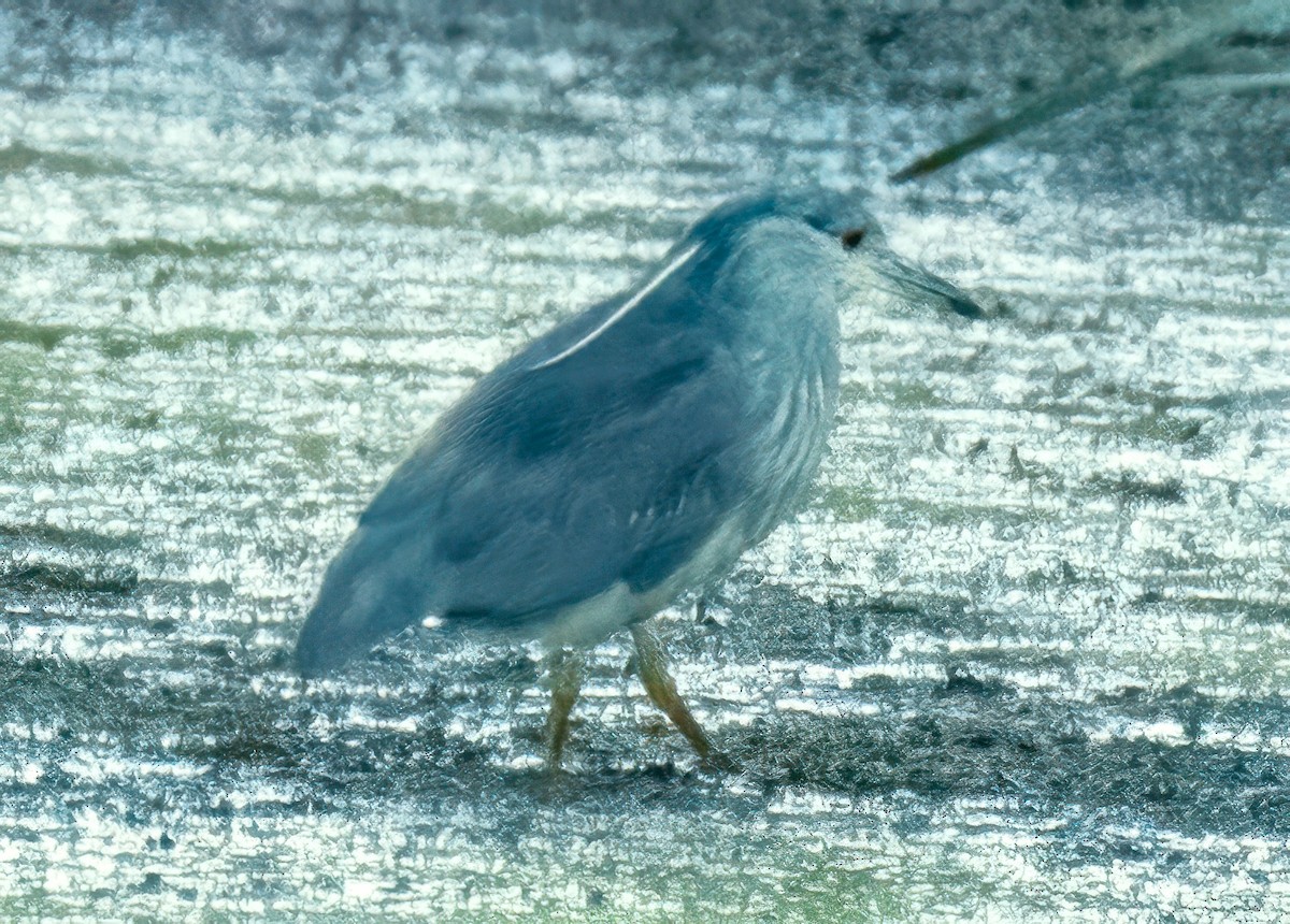 Martinete Común - ML642088841