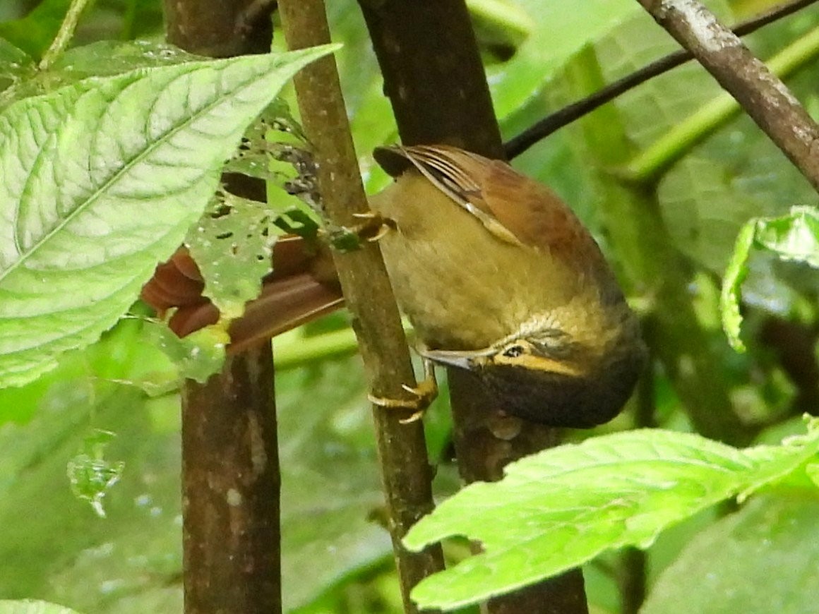 Scaly-throated Foliage-gleaner - ML642088842