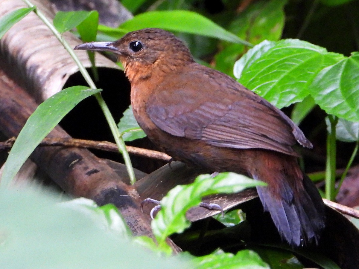 Middle American Leaftosser - ML642088845
