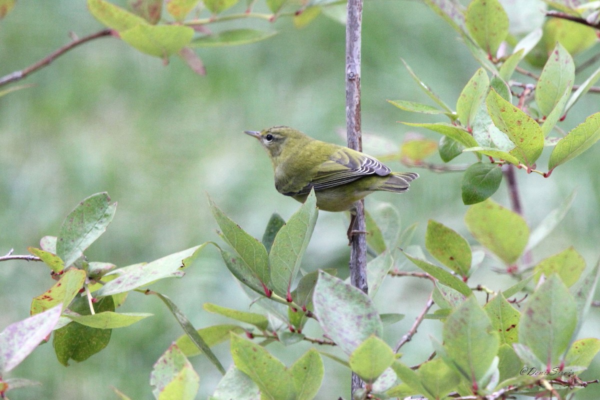 Tennessee Warbler - ML642088846