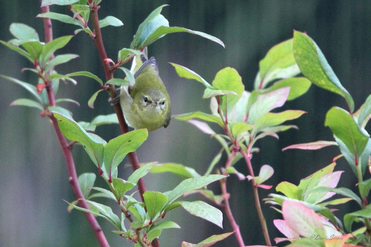 Tennessee Warbler - ML642088847