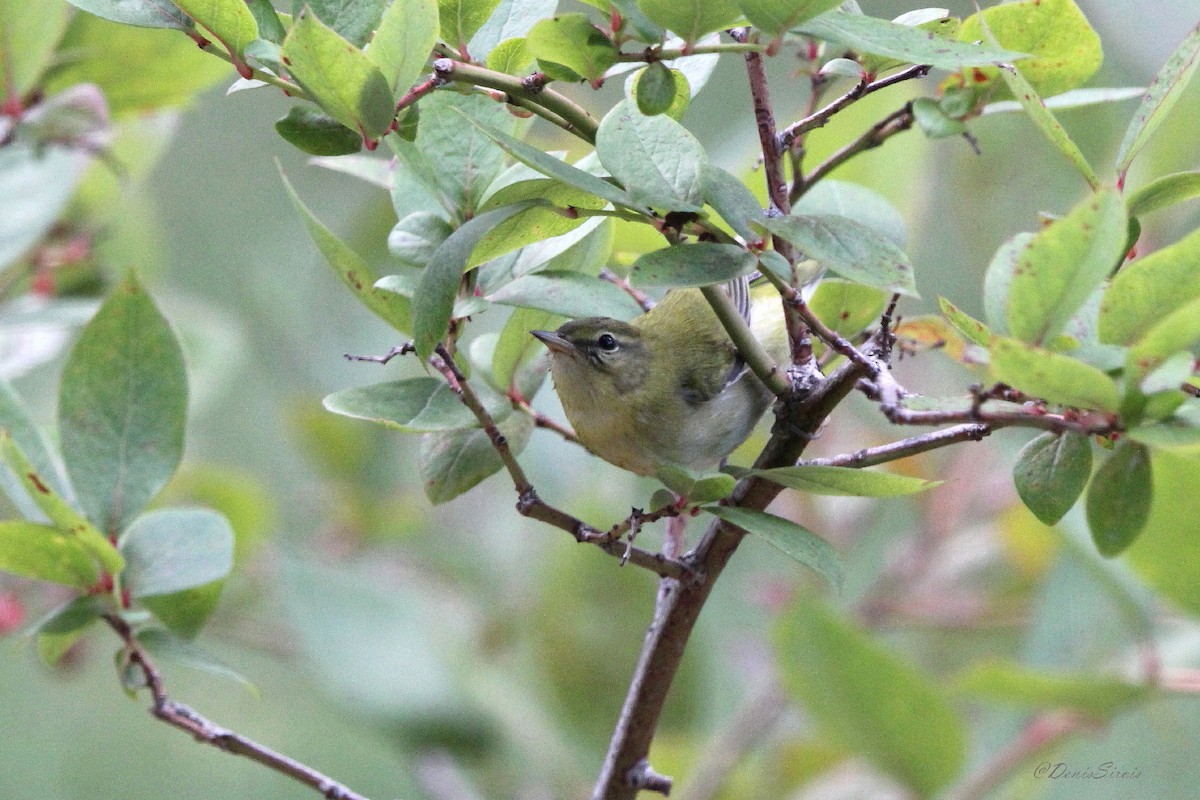 Tennessee Warbler - ML642088848