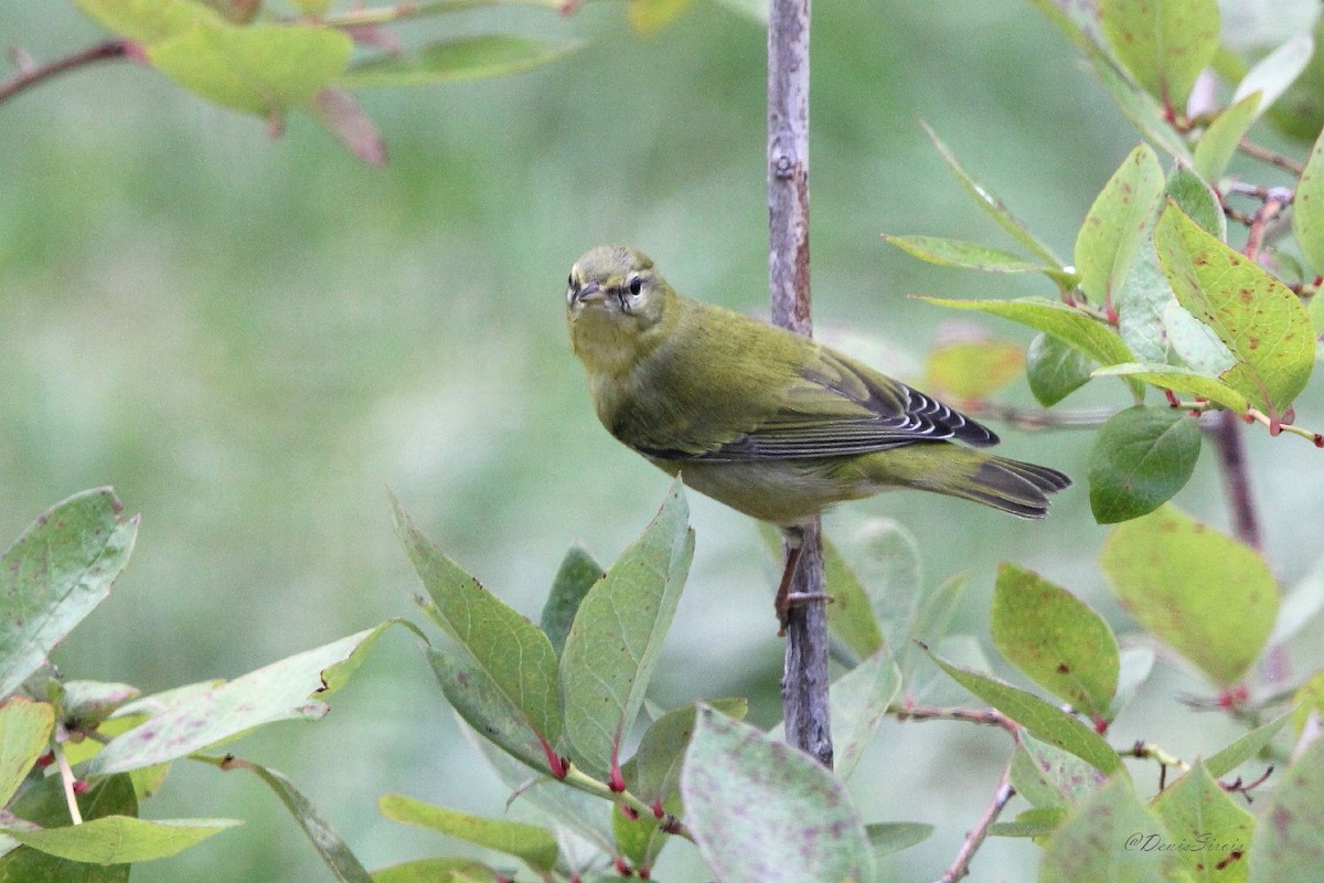 Tennessee Warbler - ML642088849