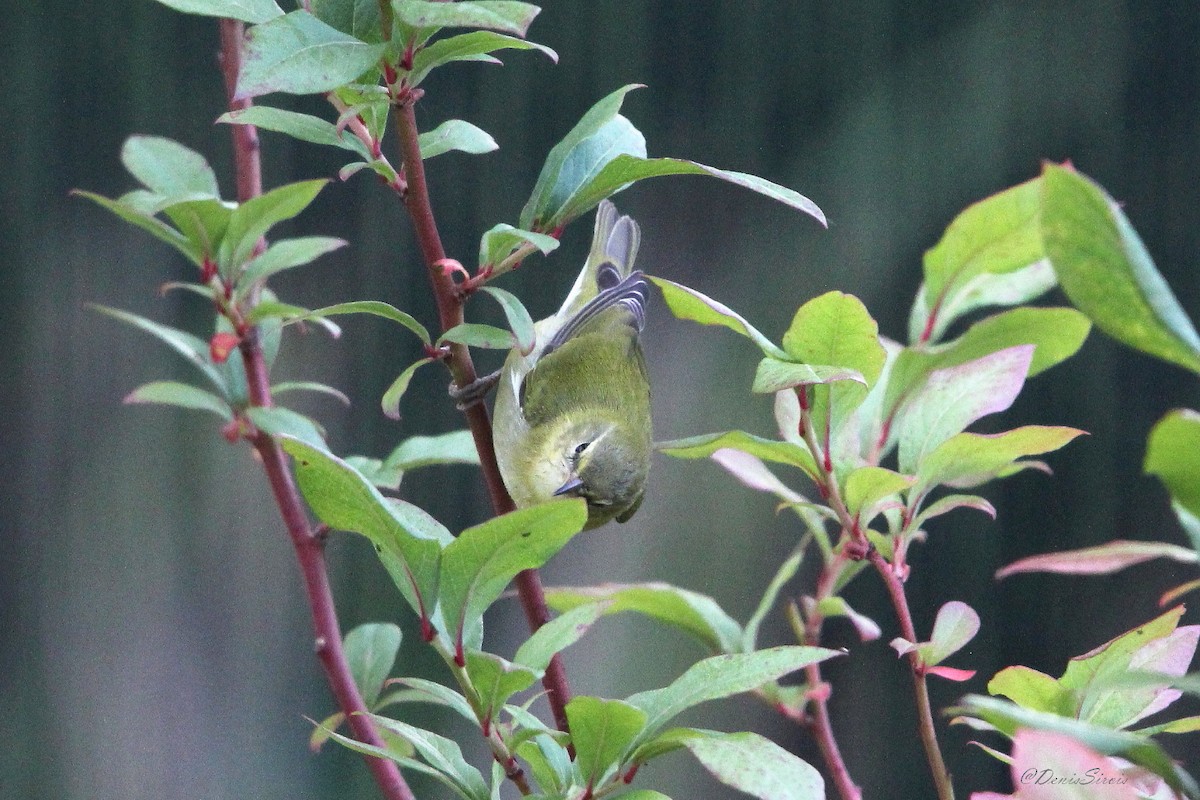 Tennessee Warbler - ML642088850