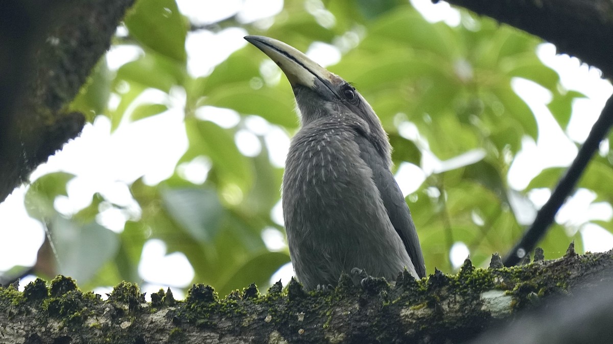 Malabar Gray Hornbill - ML642088853