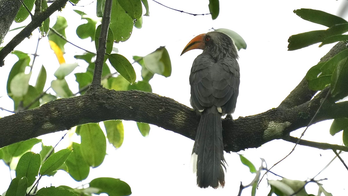 Malabar Gray Hornbill - ML642088856