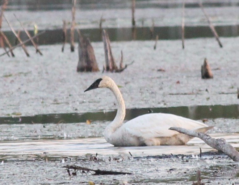 Trumpeter Swan - ML642088858
