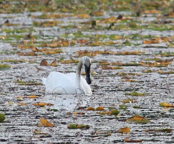 Trumpeter Swan - ML642088859