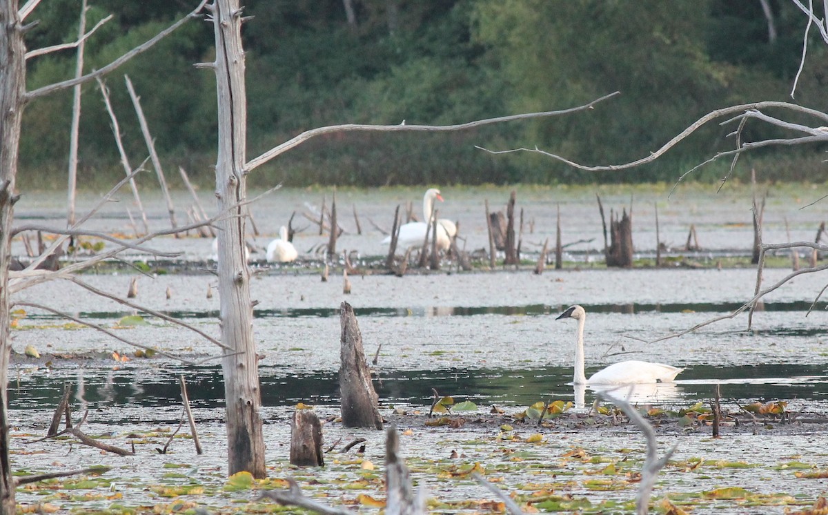 Trumpeter Swan - ML642088860