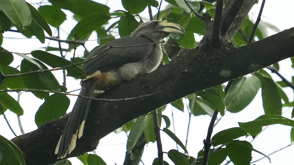 Malabar Gray Hornbill - ML642088862