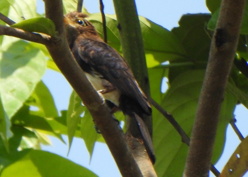 Brown Jacamar - ML642088864
