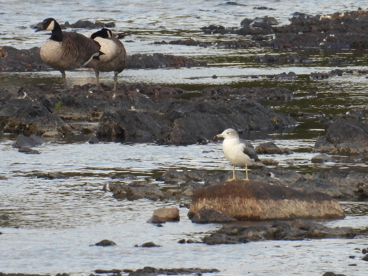 Black-tailed Gull - ML642088869