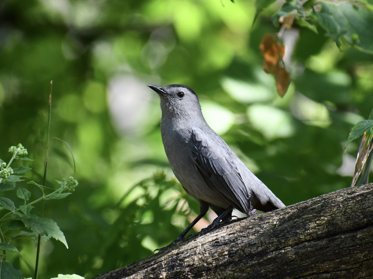 Gray Catbird - ML642088886