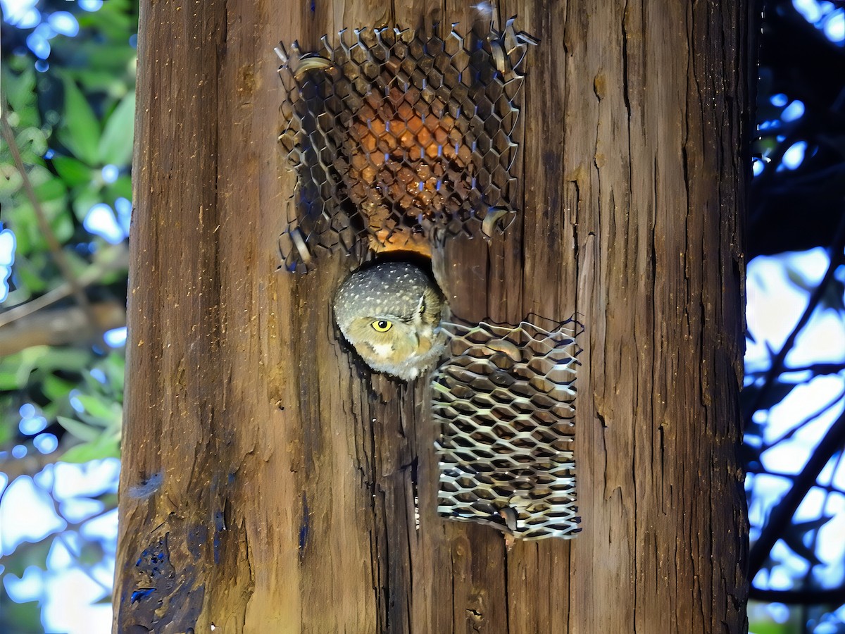 Chevêchette des saguaros - ML642088893
