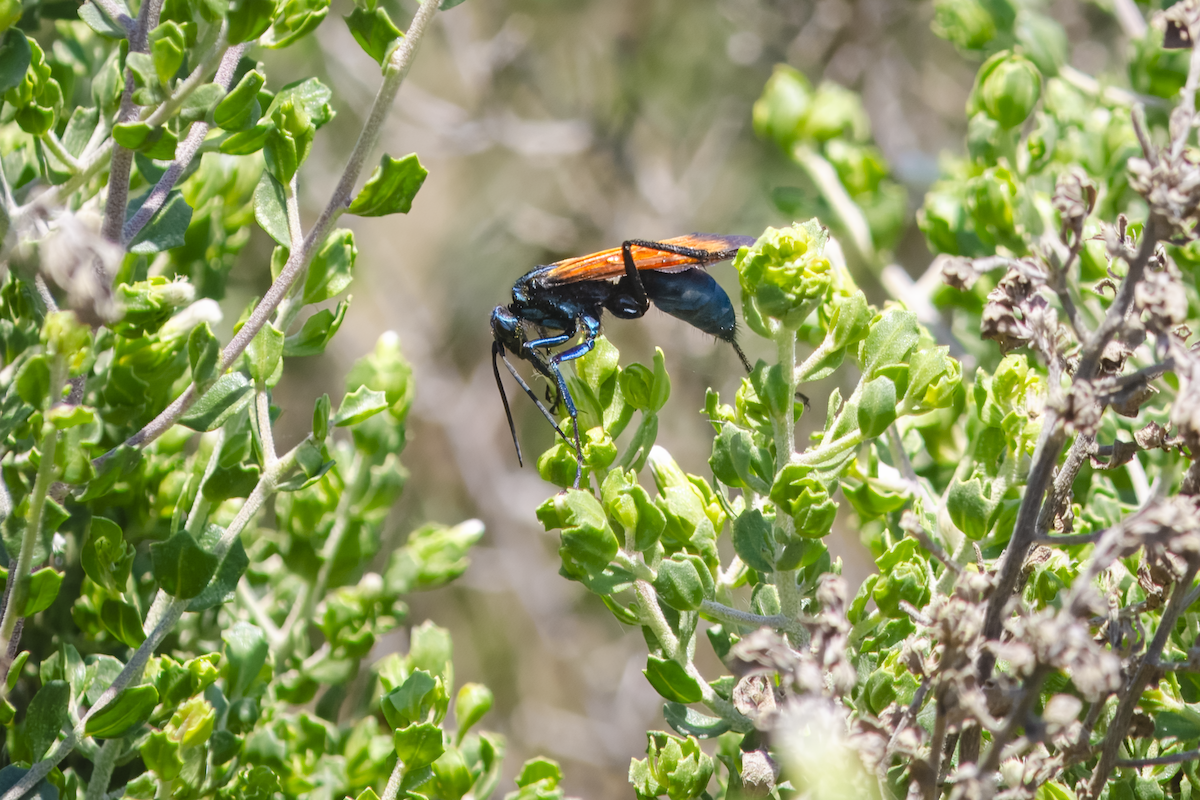 Insects - ML642088901