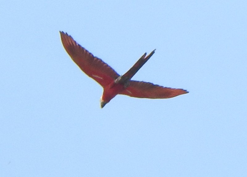 Ara chloroptère - ML642088905