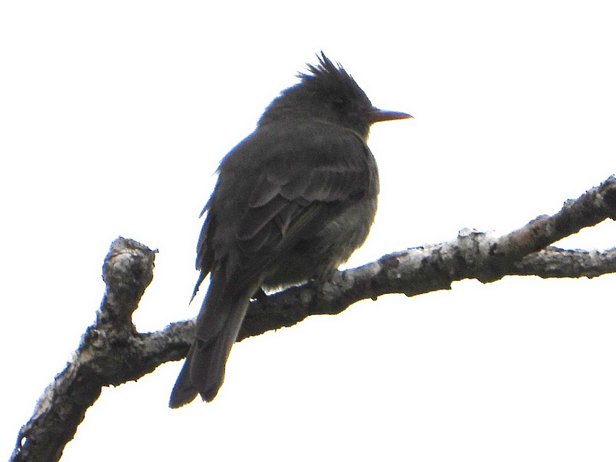 Dark Pewee - ML642088911