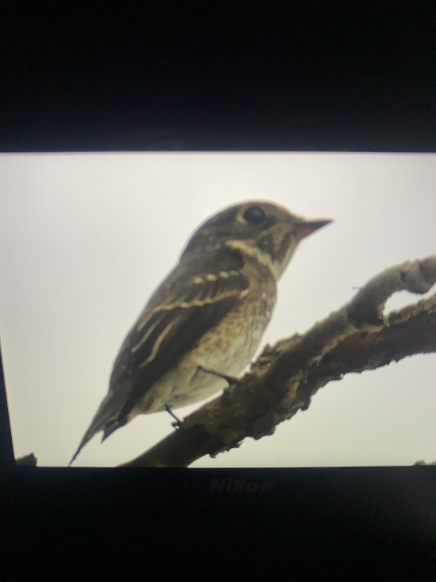 Dark-sided Flycatcher - ML642088923