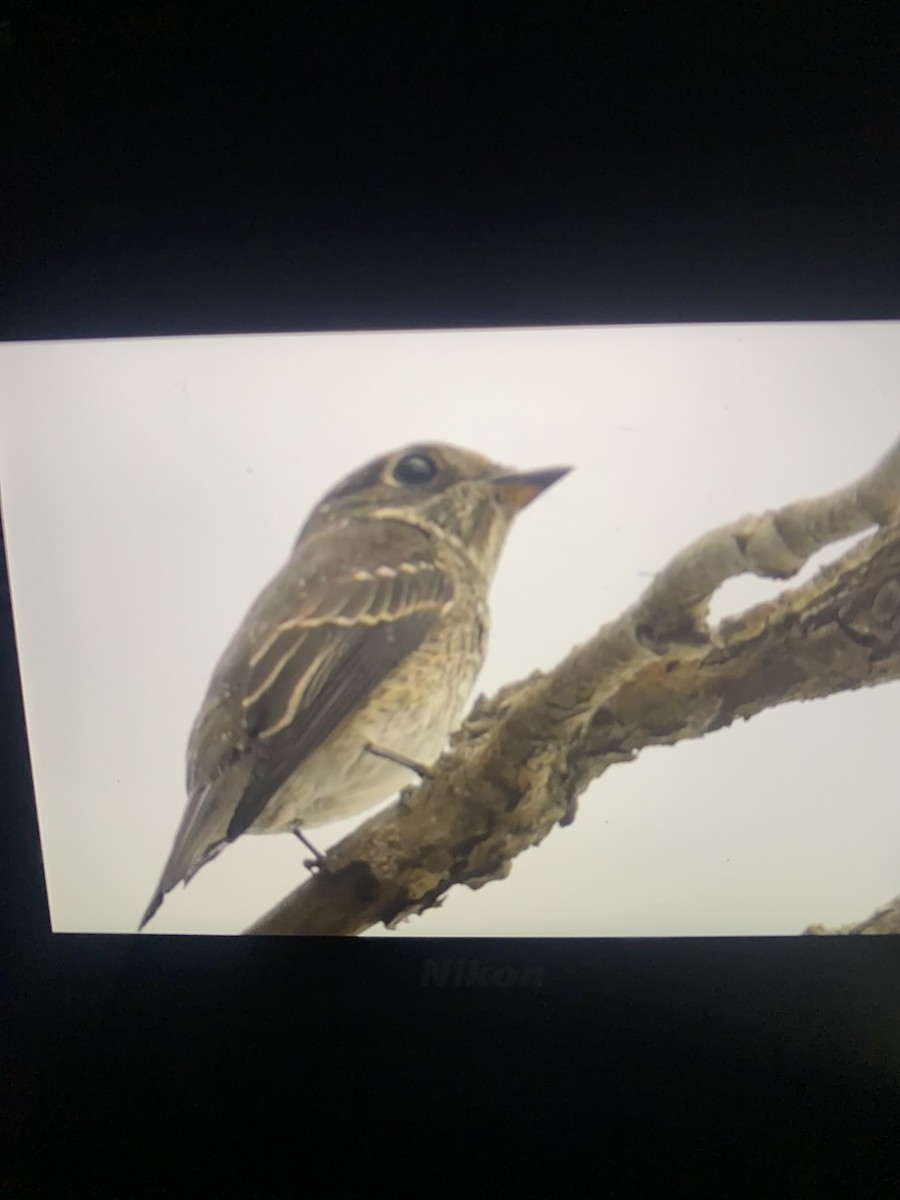 Dark-sided Flycatcher - ML642088924