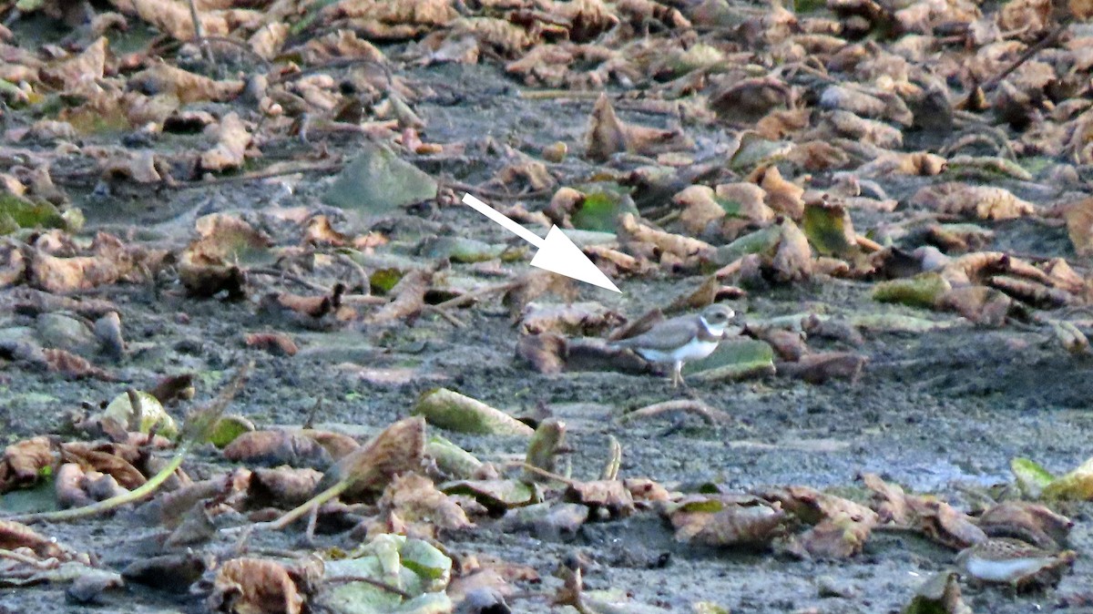 Semipalmated Plover - ML642088931