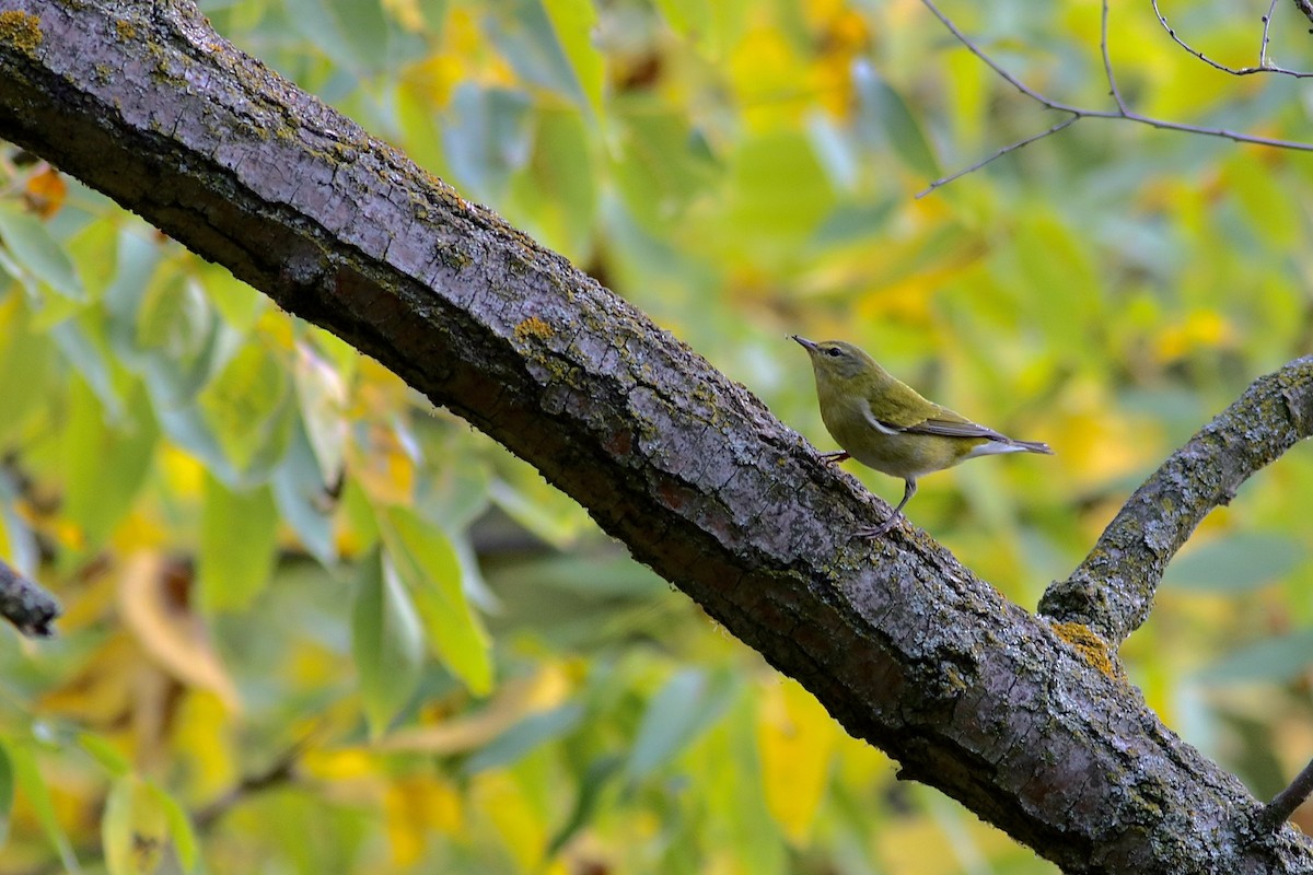 Tennessee Warbler - ML642088939