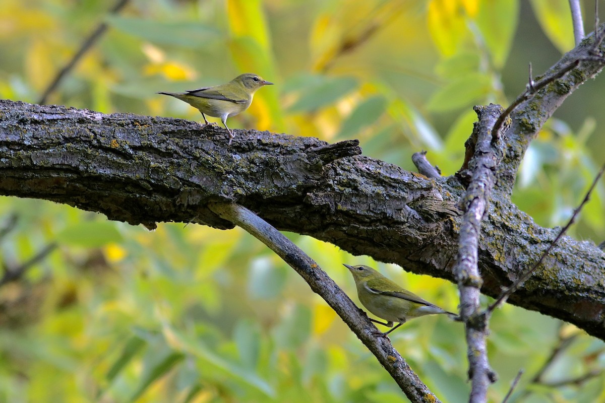 Tennessee Warbler - ML642088940