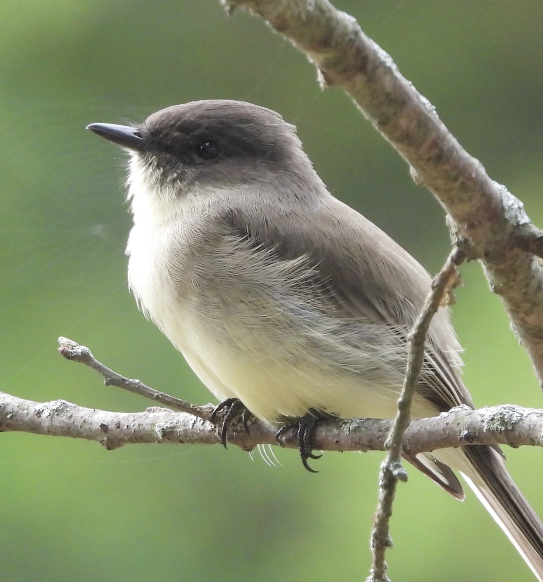 Eastern Phoebe - ML642088957